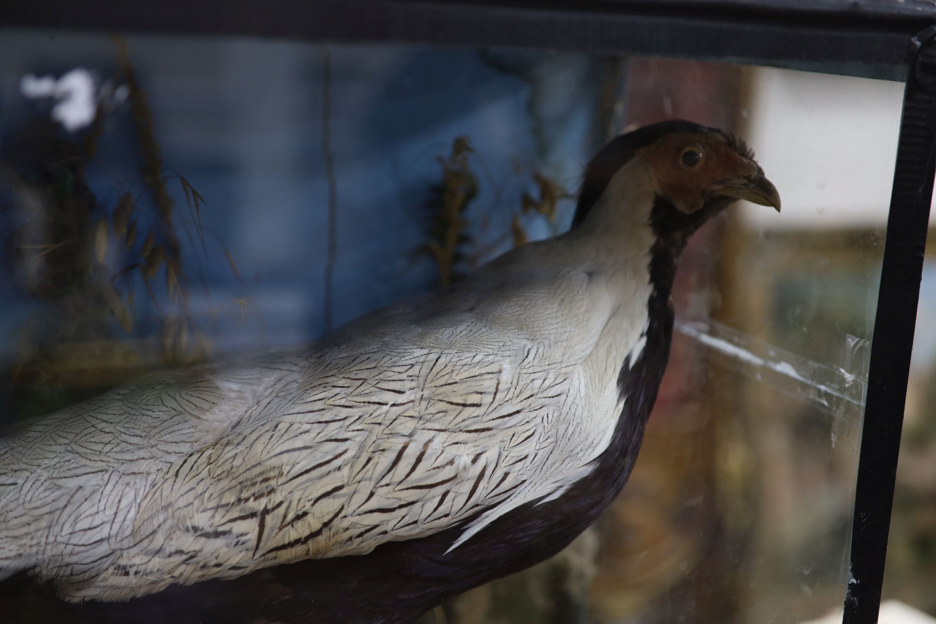 A cased taxidermy pheasant